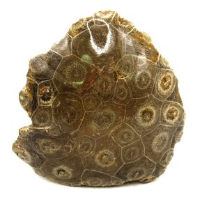 Morocco Carboniferous Actinocyathus Rugose Coral 31 | Fossils for Sale General Carboniferous Age Actinocyathus Rugose Fossils from Morocco for Sale #31