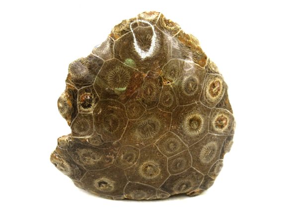 Morocco Carboniferous Actinocyathus Rugose Coral 31 | Fossils for Sale General Carboniferous Age Actinocyathus Rugose Fossils from Morocco for Sale #31