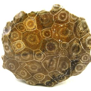 Morocco Carboniferous Actinocyathus Rugose Coral 32 | Fossils for Sale General Carboniferous Age Actinocyathus Rugose Fossils from Morocco for Sale #32