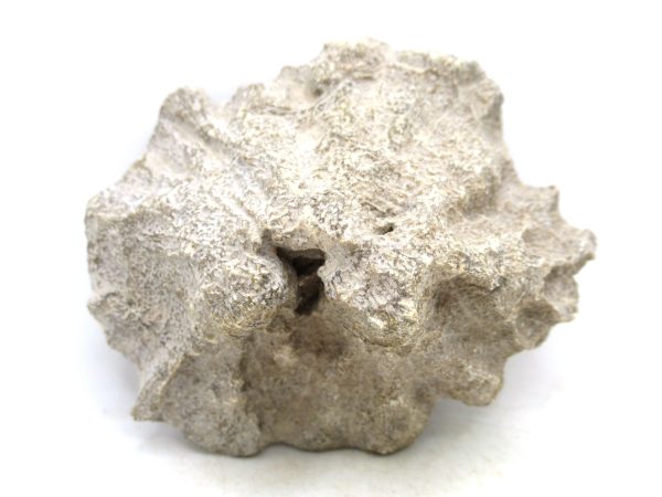 Morocco Carboniferous Actinocyathus Rugose Coral 32a | Fossils for Sale General Carboniferous Age Actinocyathus Rugose Fossils from Morocco for Sale #32a