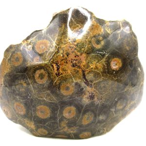 Morocco Carboniferous Actinocyathus Rugose Coral 33 | Fossils for Sale General Carboniferous Age Actinocyathus Rugose Fossils from Morocco for Sale #33