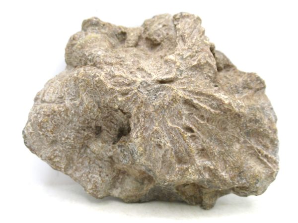 Morocco Carboniferous Actinocyathus Rugose Coral 33a | Fossils for Sale General Carboniferous Age Actinocyathus Rugose Fossils from Morocco for Sale #33a