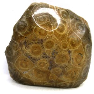Morocco Carboniferous Actinocyathus Rugose Coral 34 | Fossils for Sale General Carboniferous Age Actinocyathus Rugose Fossils from Morocco for Sale #34