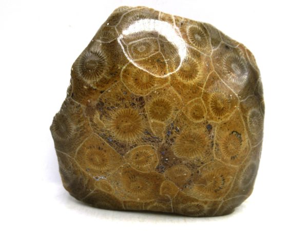 Morocco Carboniferous Actinocyathus Rugose Coral 34 | Fossils for Sale General Carboniferous Age Actinocyathus Rugose Fossils from Morocco for Sale #34