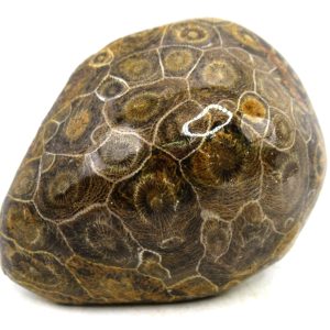 Morocco Carboniferous Actinocyathus Rugose Coral 35 | Fossils for Sale General Carboniferous Age Actinocyathus Rugose Fossils from Morocco for Sale #35