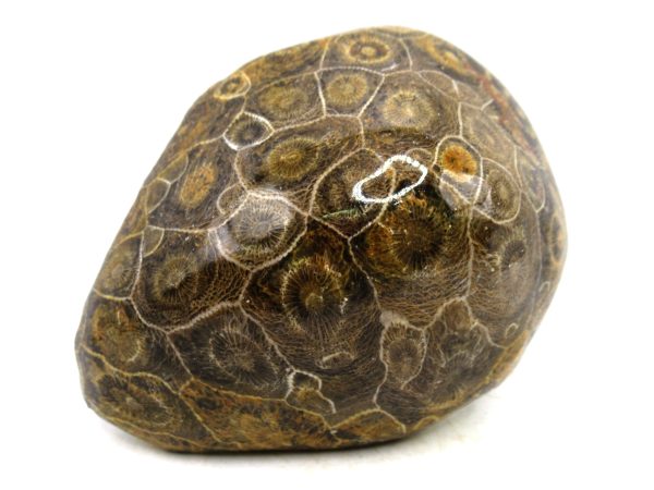 Morocco Carboniferous Actinocyathus Rugose Coral 35 | Fossils for Sale General Carboniferous Age Actinocyathus Rugose Fossils from Morocco for Sale #35