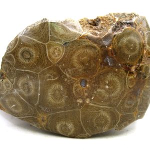 Morocco Carboniferous Actinocyathus Rugose Coral 36 | Fossils for Sale General Carboniferous Age Actinocyathus Rugose Fossils from Morocco for Sale #36