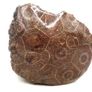 Morocco Carboniferous Actinocyathus Rugose Coral 37 | Fossils for Sale General Carboniferous Age Actinocyathus Rugose Fossils from Morocco for Sale #37