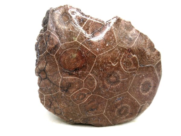 Morocco Carboniferous Actinocyathus Rugose Coral 37 | Fossils for Sale General Carboniferous Age Actinocyathus Rugose Fossils from Morocco for Sale #37