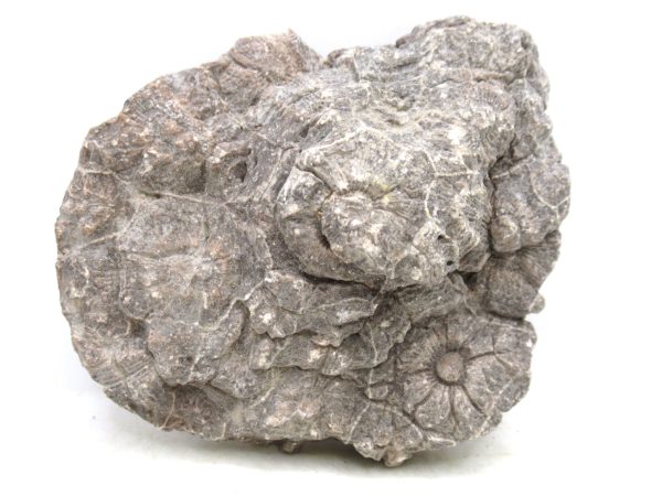 Morocco Carboniferous Actinocyathus Rugose Coral 37a | Fossils for Sale General Carboniferous Age Actinocyathus Rugose Fossils from Morocco for Sale #37a