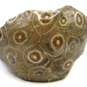 Morocco Carboniferous Actinocyathus Rugose Coral 38 | Fossils for Sale General Carboniferous Age Actinocyathus Rugose Fossils from Morocco for Sale #38