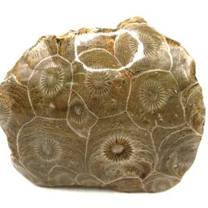 Morocco Carboniferous Actinocyathus Rugose Coral 39 | Fossils for Sale General Carboniferous Age Actinocyathus Rugose Fossils from Morocco for Sale #39