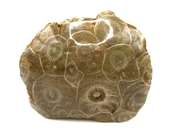 Morocco Carboniferous Actinocyathus Rugose Coral 39 | Fossils for Sale General Carboniferous Age Actinocyathus Rugose Fossils from Morocco for Sale #39