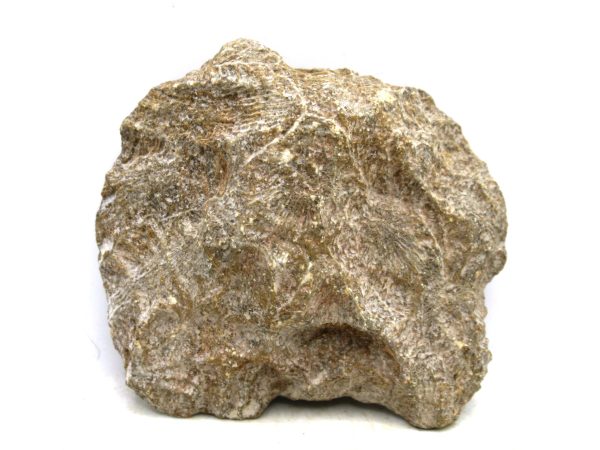 Morocco Carboniferous Actinocyathus Rugose Coral 39a | Fossils for Sale General Carboniferous Age Actinocyathus Rugose Fossils from Morocco for Sale #39a