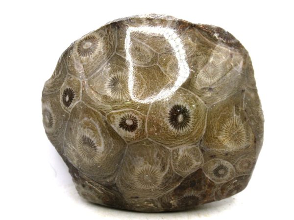 Morocco Carboniferous Actinocyathus Rugose Coral 40 | Fossils for Sale General Carboniferous Age Actinocyathus Rugose Fossils from Morocco for Sale #40