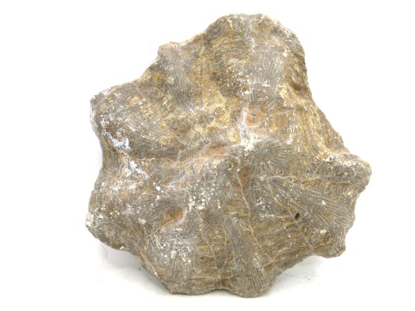 Morocco Carboniferous Actinocyathus Rugose Coral 41a | Fossils for Sale General Carboniferous Age Actinocyathus Rugose Fossils from Morocco for Sale #41a