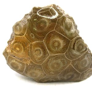 Morocco Carboniferous Actinocyathus Rugose Coral 42 | Fossils for Sale General Carboniferous Age Actinocyathus Rugose Fossils from Morocco for Sale #42