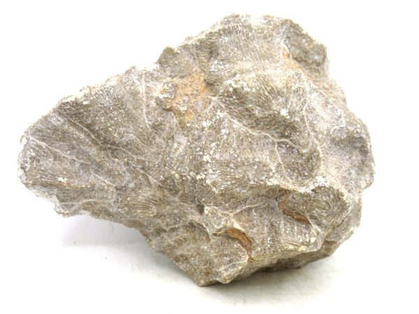 Morocco Carboniferous Actinocyathus Rugose Coral 42a | Fossils for Sale General Carboniferous Age Actinocyathus Rugose Fossils from Morocco for Sale #42a