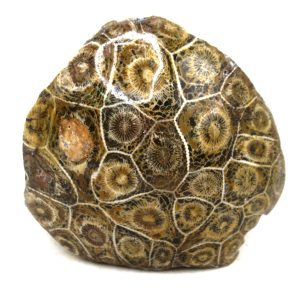 Morocco Carboniferous Actinocyathus Rugose Coral 43 | Fossils for Sale General Carboniferous Age Actinocyathus Rugose Fossils from Morocco for Sale #43