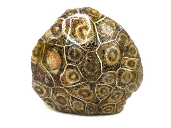 Morocco Carboniferous Actinocyathus Rugose Coral 43 | Fossils for Sale General Carboniferous Age Actinocyathus Rugose Fossils from Morocco for Sale #43