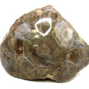 Morocco Carboniferous Actinocyathus Rugose Coral 44 | Fossils for Sale General Carboniferous Age Actinocyathus Rugose Fossils from Morocco for Sale #44