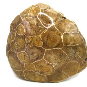 Morocco Carboniferous Actinocyathus Rugose Coral 45 | Fossils for Sale General Carboniferous Age Actinocyathus Rugose Fossils from Morocco for Sale #45