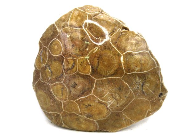 Morocco Carboniferous Actinocyathus Rugose Coral 45 | Fossils for Sale General Carboniferous Age Actinocyathus Rugose Fossils from Morocco for Sale #45