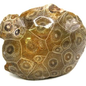 Morocco Carboniferous Actinocyathus Rugose Coral 46 | Fossils for Sale General Carboniferous Age Actinocyathus Rugose Fossils from Morocco for Sale #46