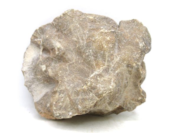 Morocco Carboniferous Actinocyathus Rugose Coral 46a | Fossils for Sale General Carboniferous Age Actinocyathus Rugose Fossils from Morocco for Sale #46a