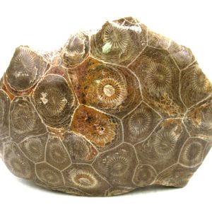 Morocco Carboniferous Actinocyathus Rugose Coral 47 | Fossils for Sale General Carboniferous Age Actinocyathus Rugose Fossils from Morocco for Sale #47