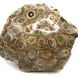 Morocco Carboniferous Actinocyathus Rugose Coral 48 | Fossils for Sale General Carboniferous Age Actinocyathus Rugose Fossils from Morocco for Sale #48