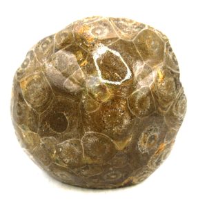 Morocco Carboniferous Actinocyathus Rugose Coral 49 | Fossils for Sale