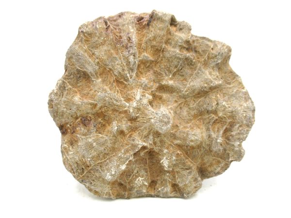 Morocco Carboniferous Actinocyathus Rugose Coral 49a | Fossils for Sale General Carboniferous Age Actinocyathus Rugose Fossils from Morocco for Sale #49a