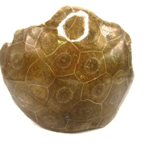 Morocco Carboniferous Actinocyathus Rugose Coral 50 | Fossils for Sale