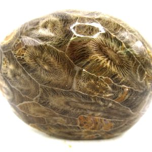 Morocco Carboniferous Actinocyathus Rugose Coral 51 | Fossils for Sale