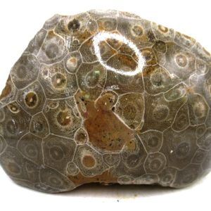 Morocco Carboniferous Actinocyathus Rugose Coral 53 | Fossils for Sale