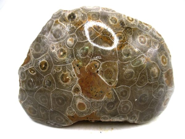 Morocco Carboniferous Actinocyathus Rugose Coral 53 | Fossils for Sale General Carboniferous Age Actinocyathus Rugose Fossils from Morocco for Sale #53