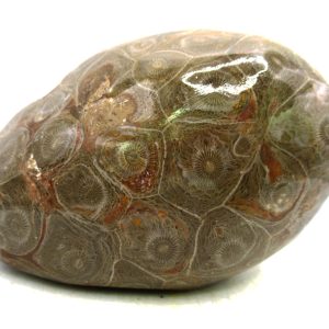 Morocco Carboniferous Actinocyathus Rugose Coral 54 | Fossils for Sale