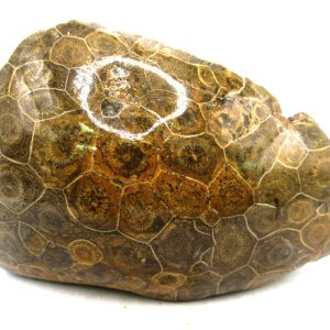 Morocco Carboniferous Actinocyathus Rugose Coral 55 | Fossils for Sale