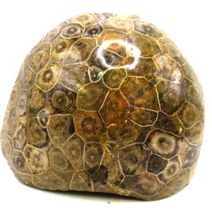 Morocco Carboniferous Actinocyathus Rugose Coral 56 | Fossils for Sale