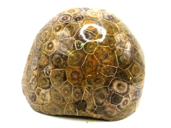 Morocco Carboniferous Actinocyathus Rugose Coral 56 | Fossils for Sale General Carboniferous Age Actinocyathus Rugose Fossils from Morocco for Sale #56