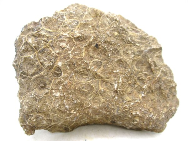 Morocco Carboniferous Actinocyathus Rugose Coral 56a | Fossils for Sale General Carboniferous Age Actinocyathus Rugose Fossils from Morocco for Sale #56a