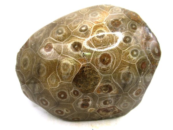 Morocco Carboniferous Actinocyathus Rugose Coral 57 | Fossils for Sale General Carboniferous Age Actinocyathus Rugose Fossils from Morocco for Sale #57
