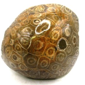 Morocco Carboniferous Actinocyathus Rugose Coral 58 | Fossils for Sale