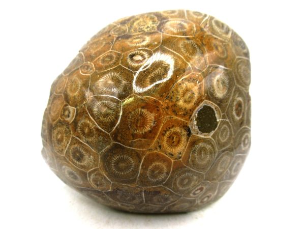 Morocco Carboniferous Actinocyathus Rugose Coral 58 | Fossils for Sale General Carboniferous Age Actinocyathus Rugose Fossils from Morocco for Sale #58