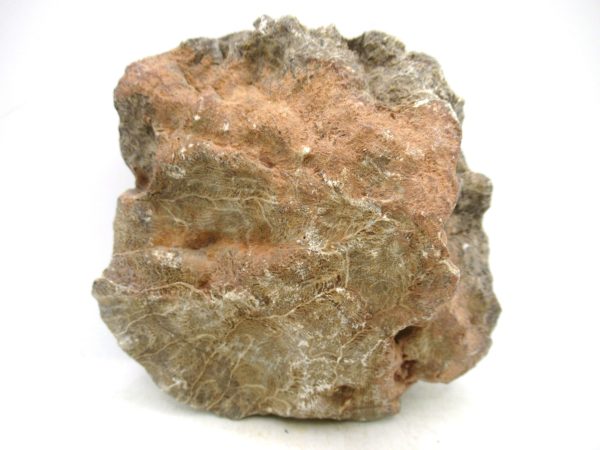 Morocco Carboniferous Actinocyathus Rugose Coral 58a | Fossils for Sale General Carboniferous Age Actinocyathus Rugose Fossils from Morocco for Sale #58a