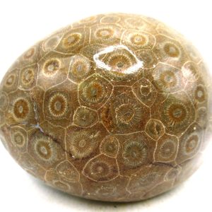 Morocco Carboniferous Actinocyathus Rugose Coral 59 | Fossils for Sale