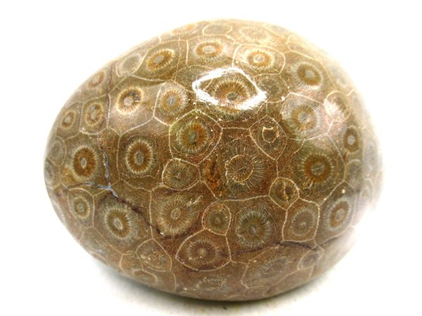 Morocco Carboniferous Actinocyathus Rugose Coral 59 | Fossils for Sale General Carboniferous Age Actinocyathus Rugose Fossils from Morocco for Sale #59