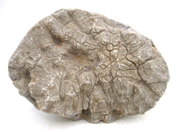 Morocco Carboniferous Actinocyathus Rugose Coral 59a | Fossils for Sale General Carboniferous Age Actinocyathus Rugose Fossils from Morocco for Sale #59a