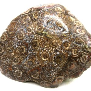 Morocco Carboniferous Actinocyathus Rugose Coral 60 | Fossils for Sale